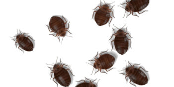 Pest Control Staten Island Exterminator