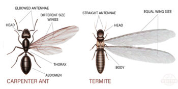 Pest Control Staten Island Exterminator